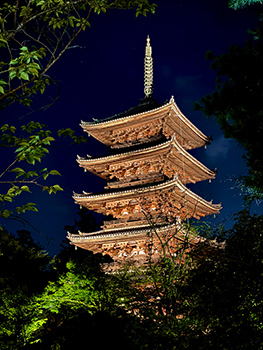 世界遺産仁和寺を僧侶がご案内 青もみじ雲海ライトアップ鑑賞･特別拝観