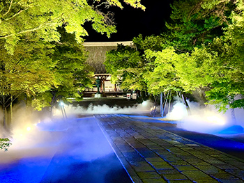 世界遺産仁和寺を僧侶がご案内 青もみじ雲海ライトアップ鑑賞･特別拝観